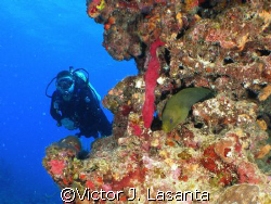 fernando and his new friend in mermaid point  dive site a... by Victor J. Lasanta 